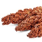 sorghum-600×600